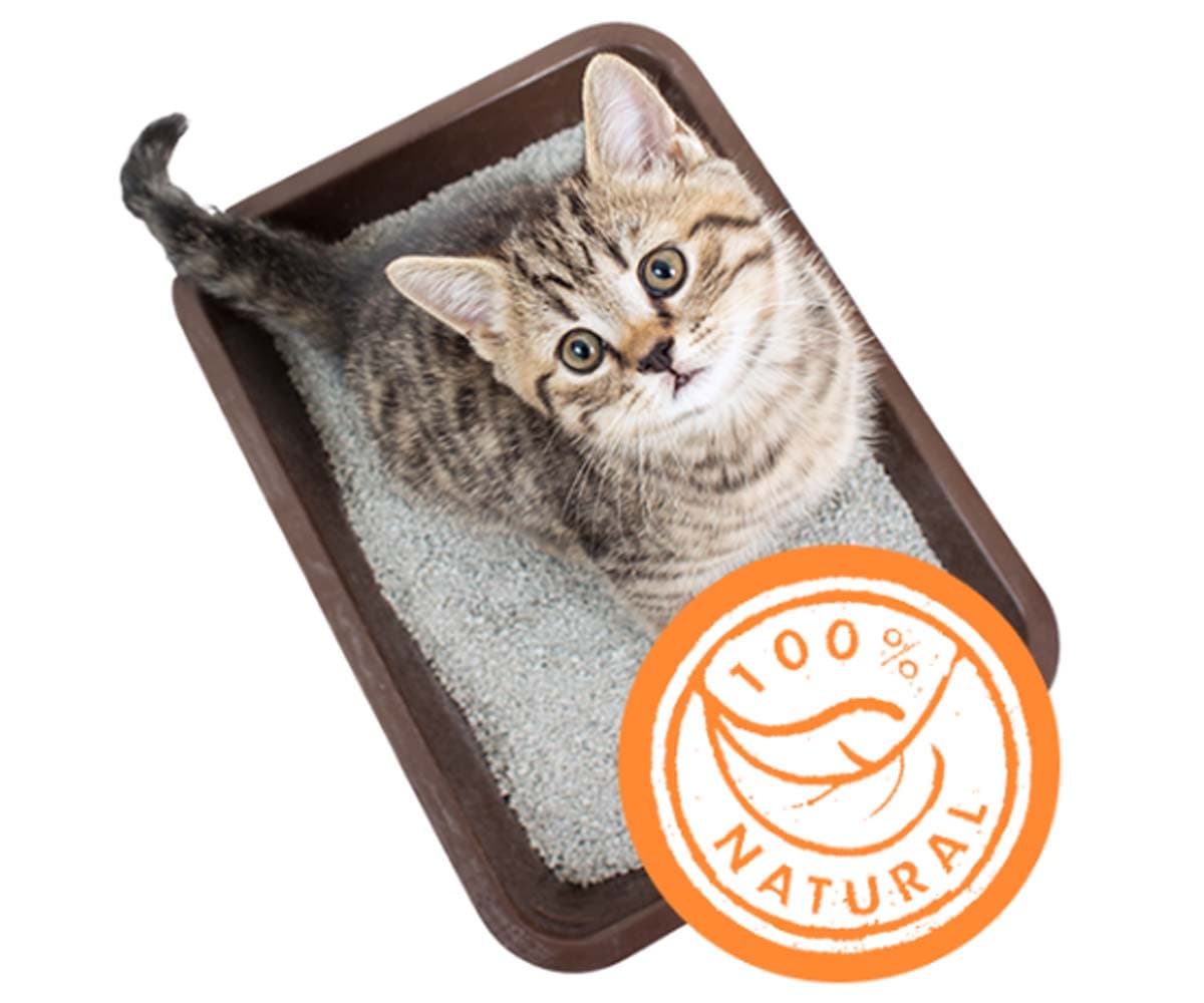 Misho Amishado arena para gatos 8