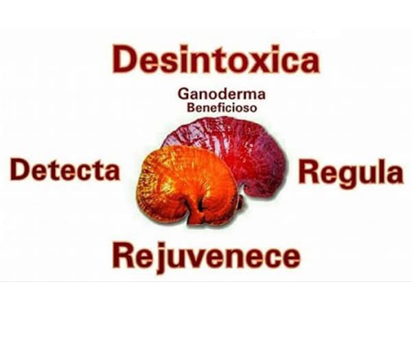 PIOIR Ganoderma Lucidum 9