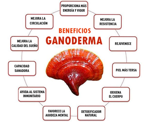 PIOIR Ganoderma Lucidum 11